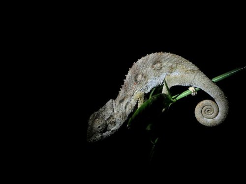 Jewelled Chameleon MAD 1025.JPG