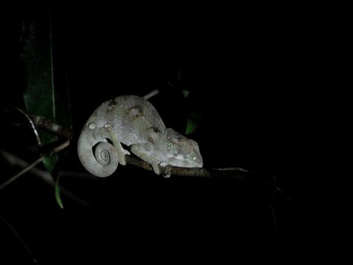 Jewelled Chameleon MAD 1074.JPG