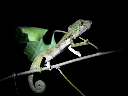 Jewelled Chameleon MAD 9498.JPG