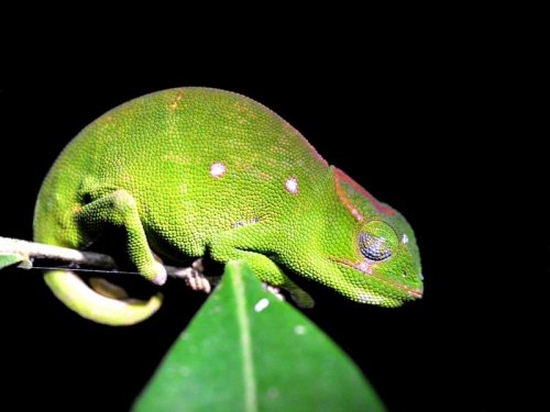 Petter's Chameleon (female) MAD 2645.JPG