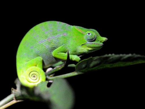 Petter's Chameleon (male) MAD 2648.JPG