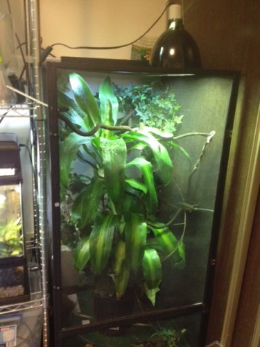 Chameleon cage 3.JPG