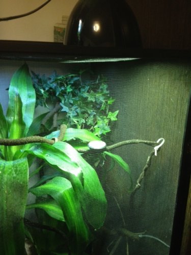 Chameleon cage 4.JPG