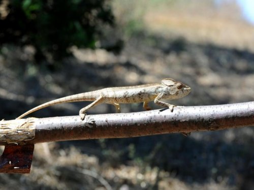 Oustalet's Chameleon (male) MAD 3440.jpg