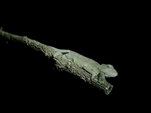 Oustalet's Chameleon MAD 7958.jpg