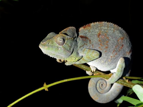 Oustalet's Chameleon MAD  879.jpg