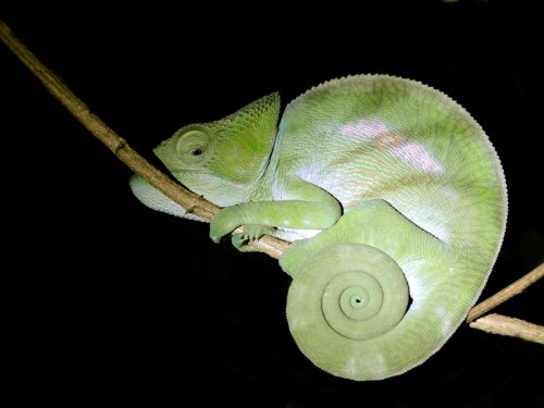 Chameleon (female) MAD 3882.JPG