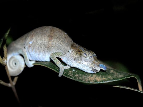 Boettger Chameleon MAD 2638.jpg