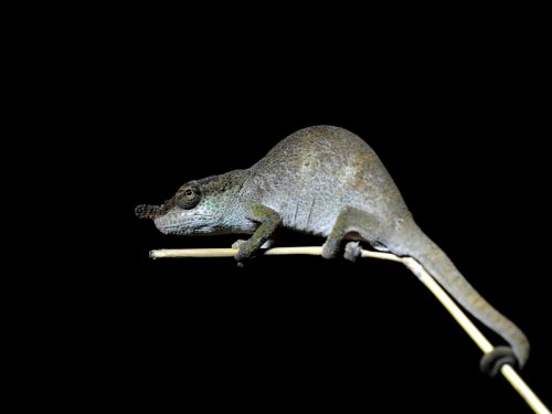 Boettger MAD_3116.JPG