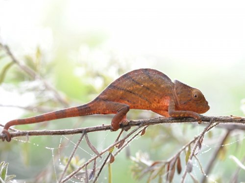 Parson's Chameleon (female) MAD 3943.JPG