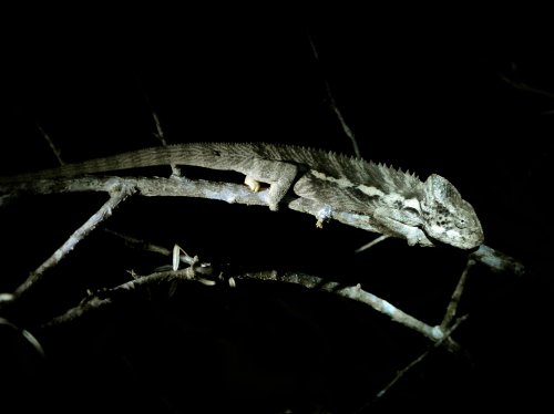 Spiny (Warty)  Chameleon MAD 1205.jpg