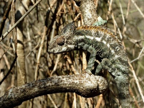 Spiny (Warty) Chameleon MAD 0269.jpg