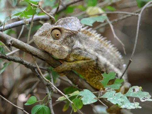 Spiny (Warty) Chameleon MAD 9298.jpg