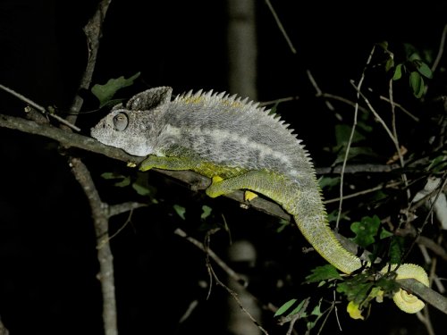 Spiny (Warty) Chameleon MAD 9490.JPG