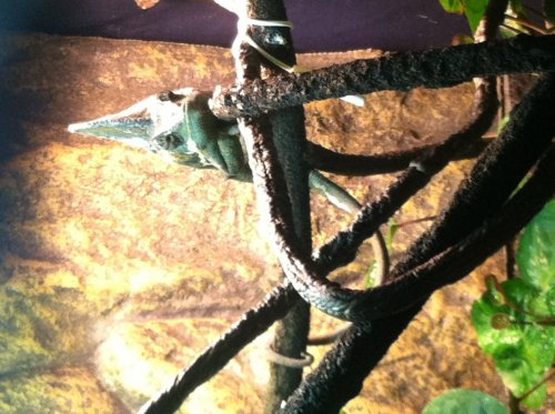 Shedding Sucks.jpg