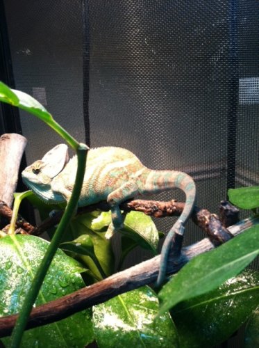 chevy Post MBD 6 weeks pics 2.jpg