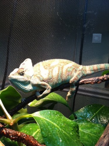 chevy Post MBD 6 weeks pics.jpg