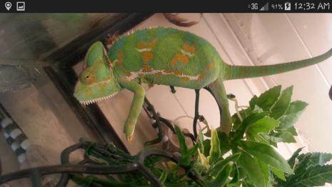 Screenshot_2014-10-15-00-32-41.jpg