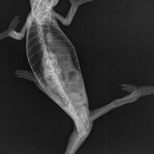 frudd_gengis_ABDOMEN-Exotic Dorso-ventral-15_10_2014-12_39_38-671.jpg frudd_gengis_ABDOMEN-Exotic Dorso-ventral-15_10_2014-12_39_38-671.jpg