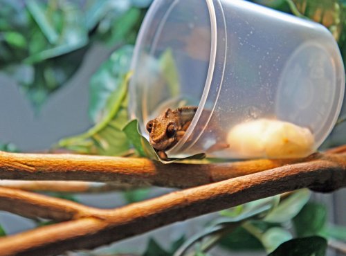 peanut first day.jpg