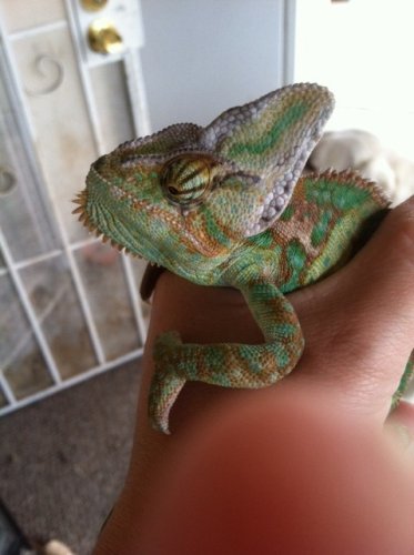 chevy - black on face 2.jpg