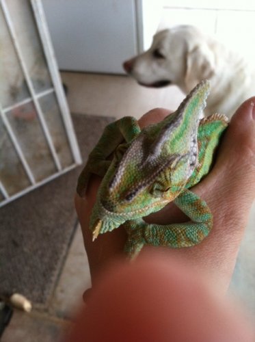 chevy - black on face.jpg