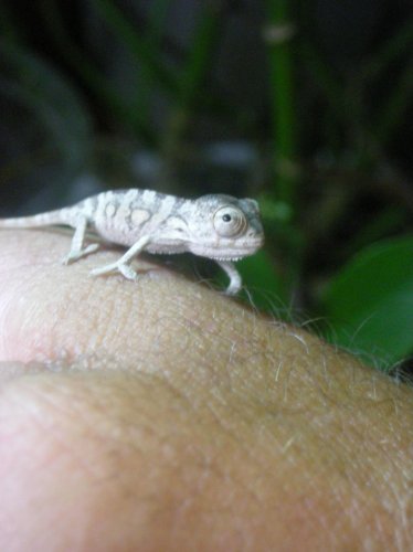 Baby Faly 022.jpg