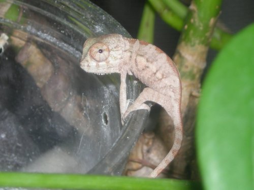 Baby Faly 001.jpg