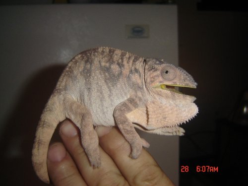chams 002.jpg