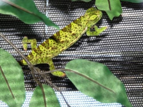 chameleon 004.jpg