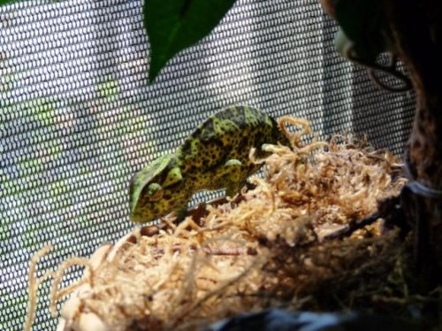 chameleon 011.jpg