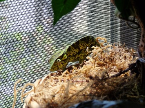 chameleon 012.jpg