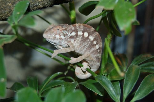 FEMALE FALY FOR SALE.jpg