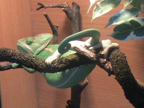 Sunbathing Gizzy.JPG