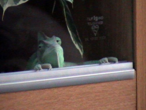 momo wants out.jpg