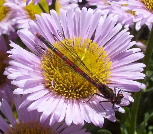 Dragon Fly cropped.JPG