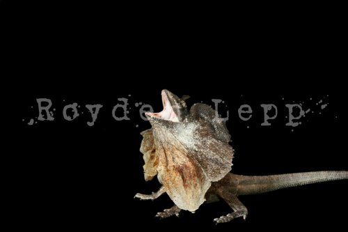 Copy of IMG_2166_for_posting.jpg