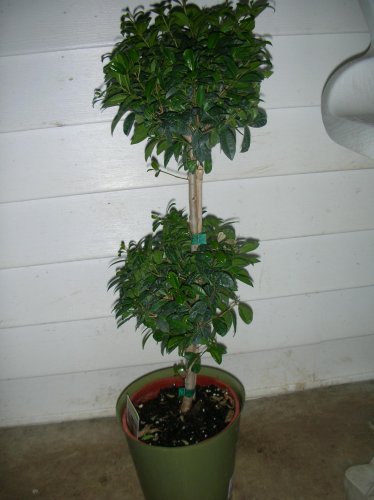 Tropiary Eugenia.jpg