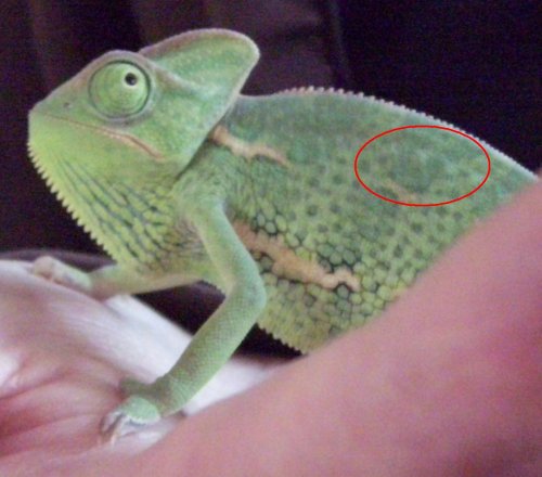 Amy's Ribs Diagram.JPG