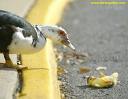 fallingoffcurb.jpg