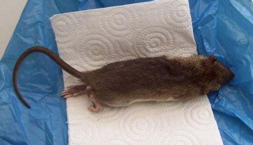 Rat.jpg