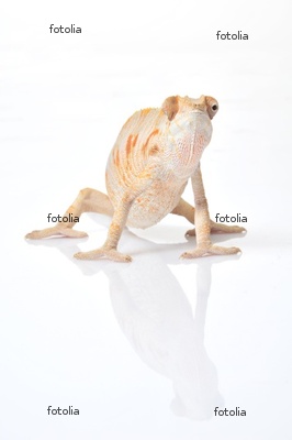 white chameleon.jpg