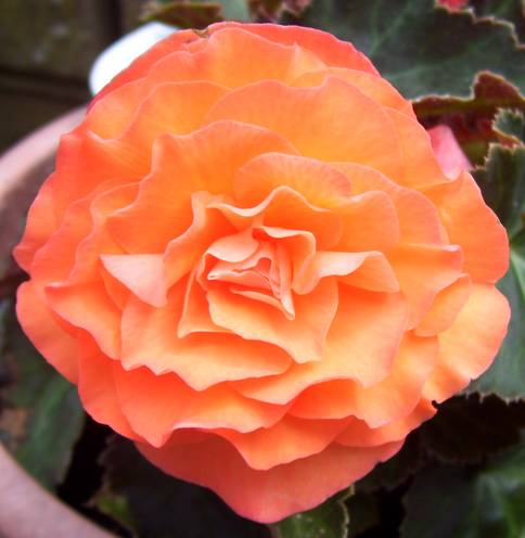 Begonia (cropped).jpg
