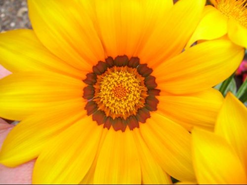 Gazania (resized).jpg