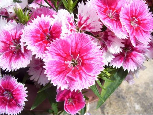 Dianthus (resized).jpg