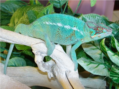 Velvet Male #1.1.jpg