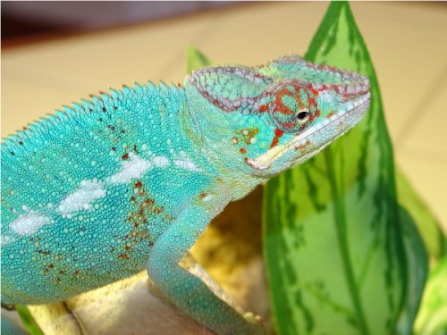 Velvet Male #1.2.jpg