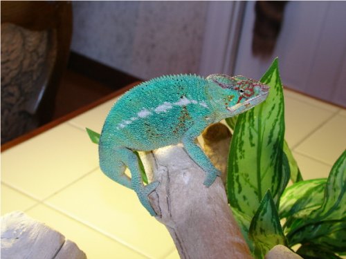 Velvet Male #1.3.jpg