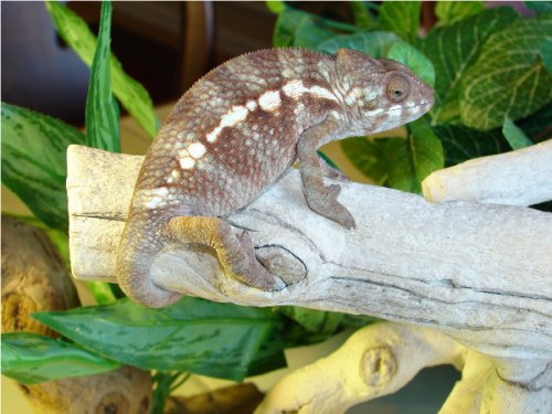 Solarius Female #1.1.jpg