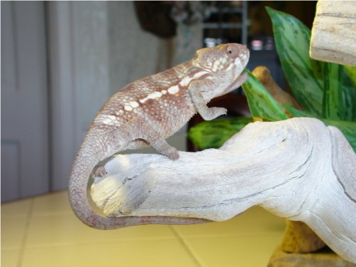 Solarius Female #1.2.jpg